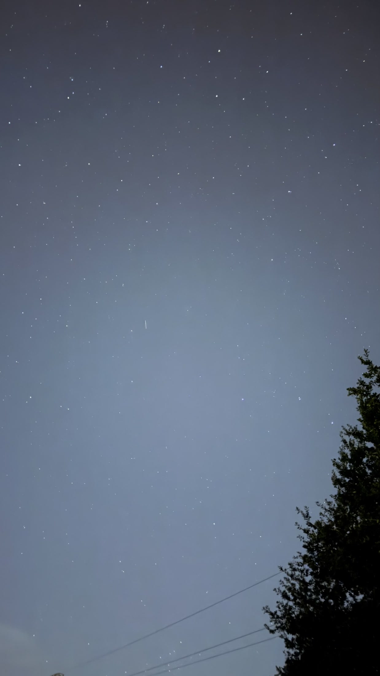 Un ciel de nuit, des fils électriques et un arbre en silhouette.