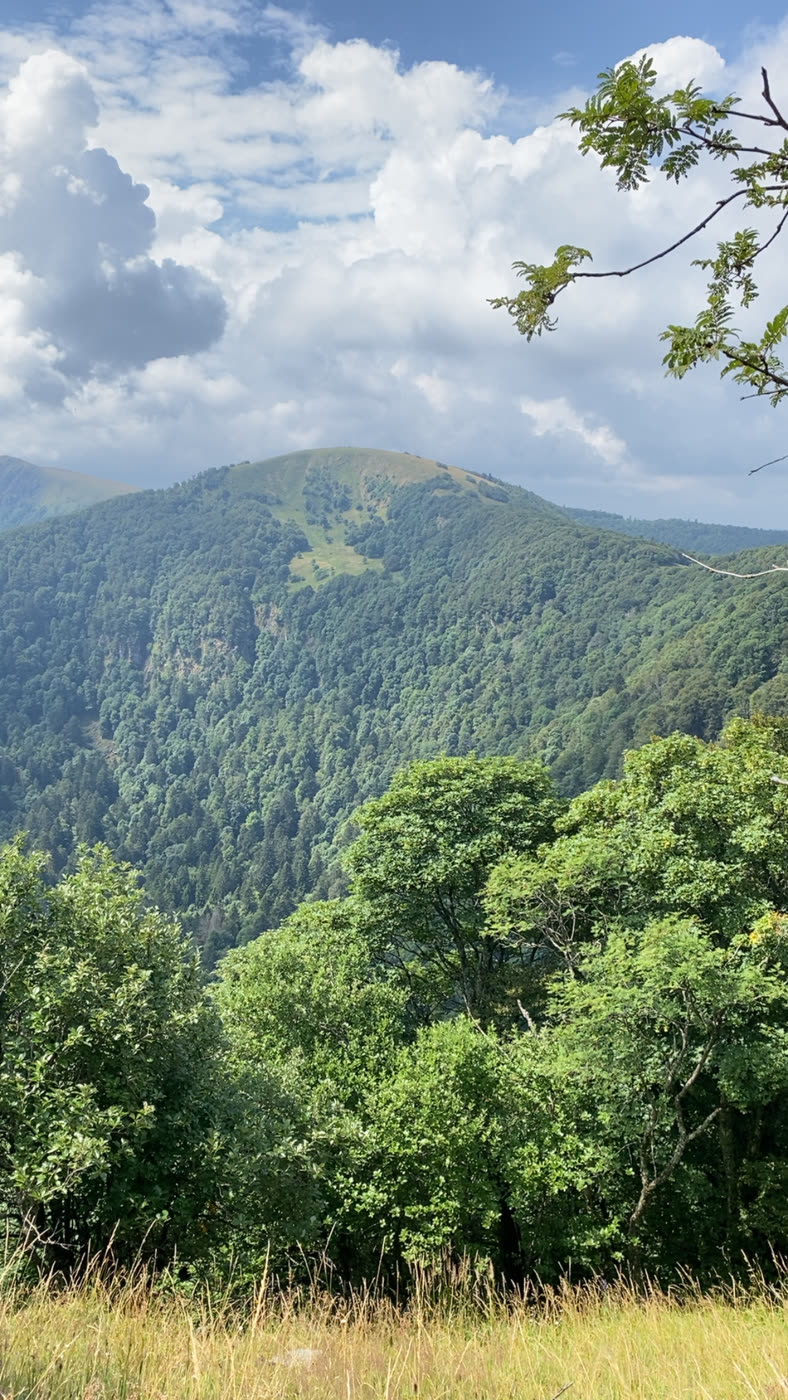 Une montagne boisée, encadrée par une branche au premier plan.